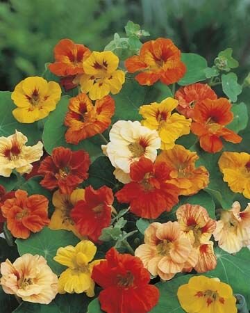 Nasturtium Jewel Seeds
