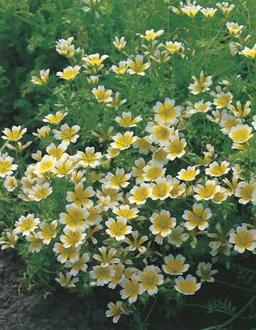 Poached Egg Flower Seeds