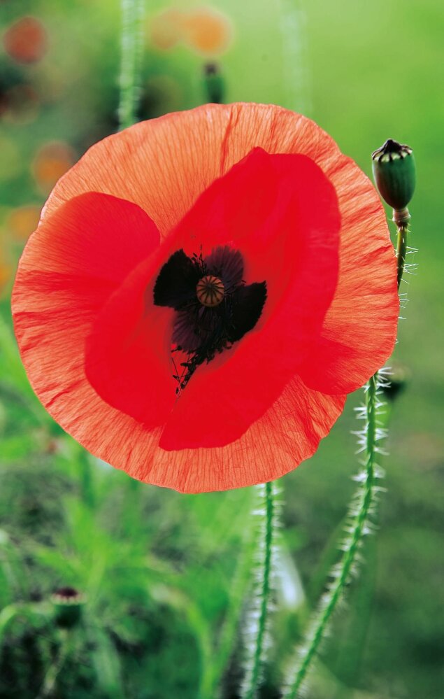 Poppy Flanders Red Seeds