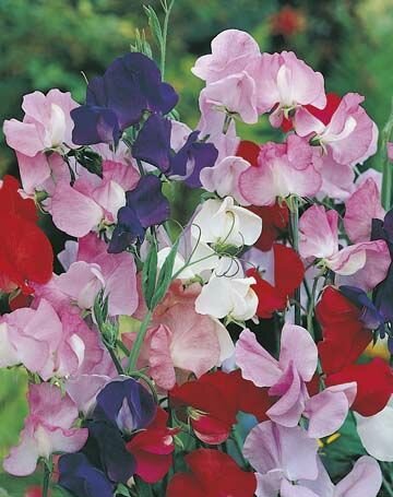 Sweet Pea Mammoth Mixed Seeds