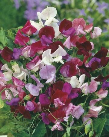 Sweet Pea Perfume Mix Seeds