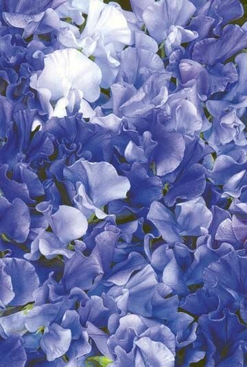 Sweet Pea Singing the Blues Seeds