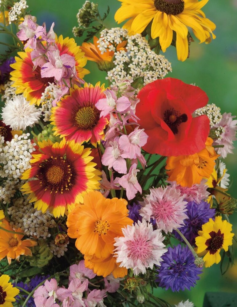 Wildflower Mix NZ Line Seeds