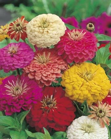 Zinnia Early Wonder Mixed Seeds