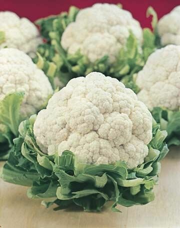 Cauliflower All Year Seeds