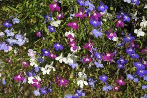 Lobelia - Mixed Colours