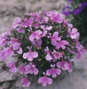 Lobelia - Lilac