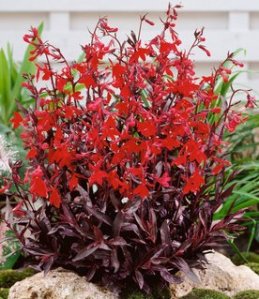 Lobelia - Queen Victoria