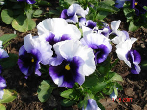 Pansy - Beacon Blue