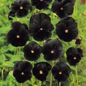 Pansy - Black Crystal Clear