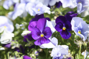 Pansy - Moody Blues