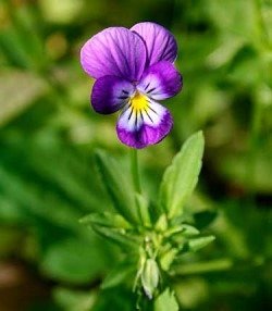 Pansy - Cats Violet and White