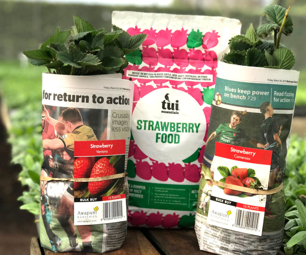 Strawberry Combo 2