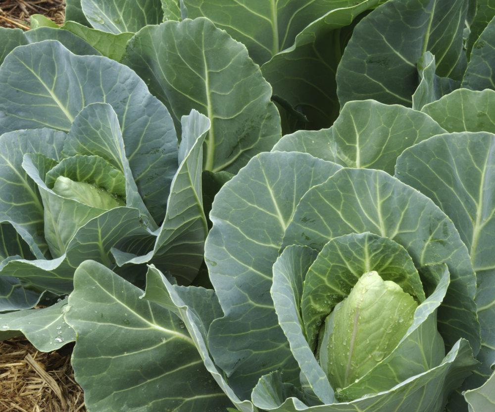 Cabbage - Spring