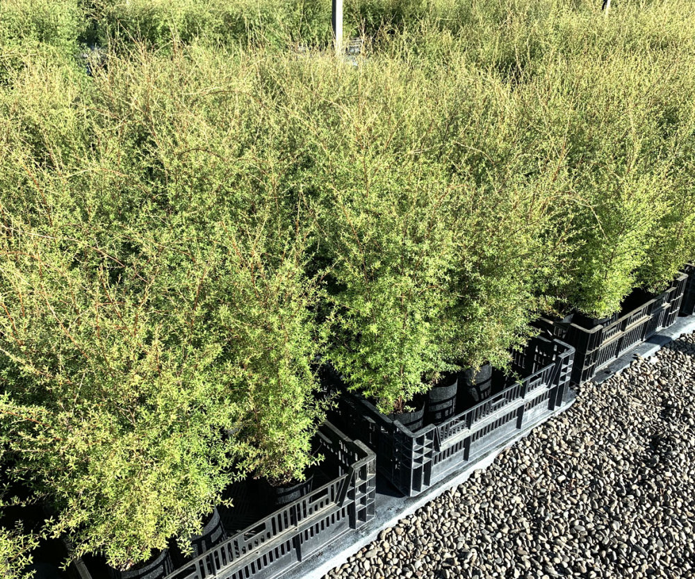 Kanuka 100 Plants