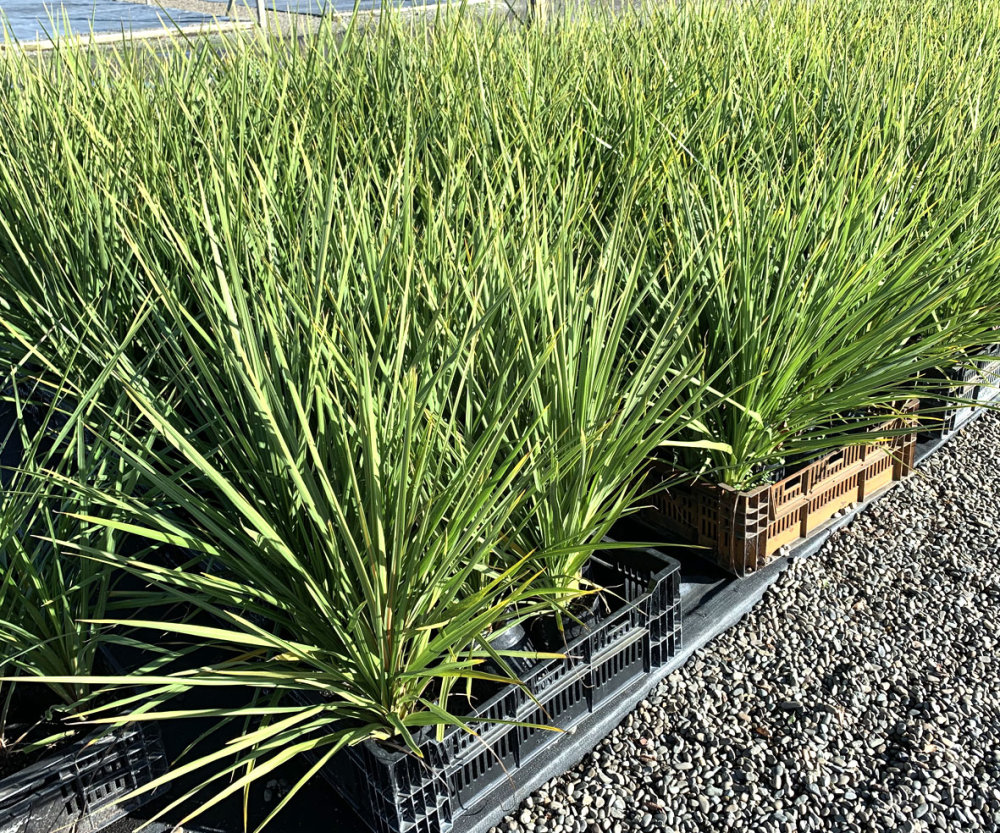 Cabbage Tree 100 Plants
