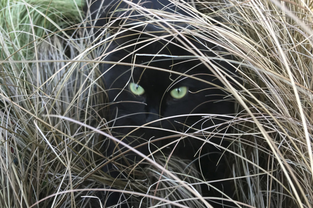Carex Red Grass 50 Plants