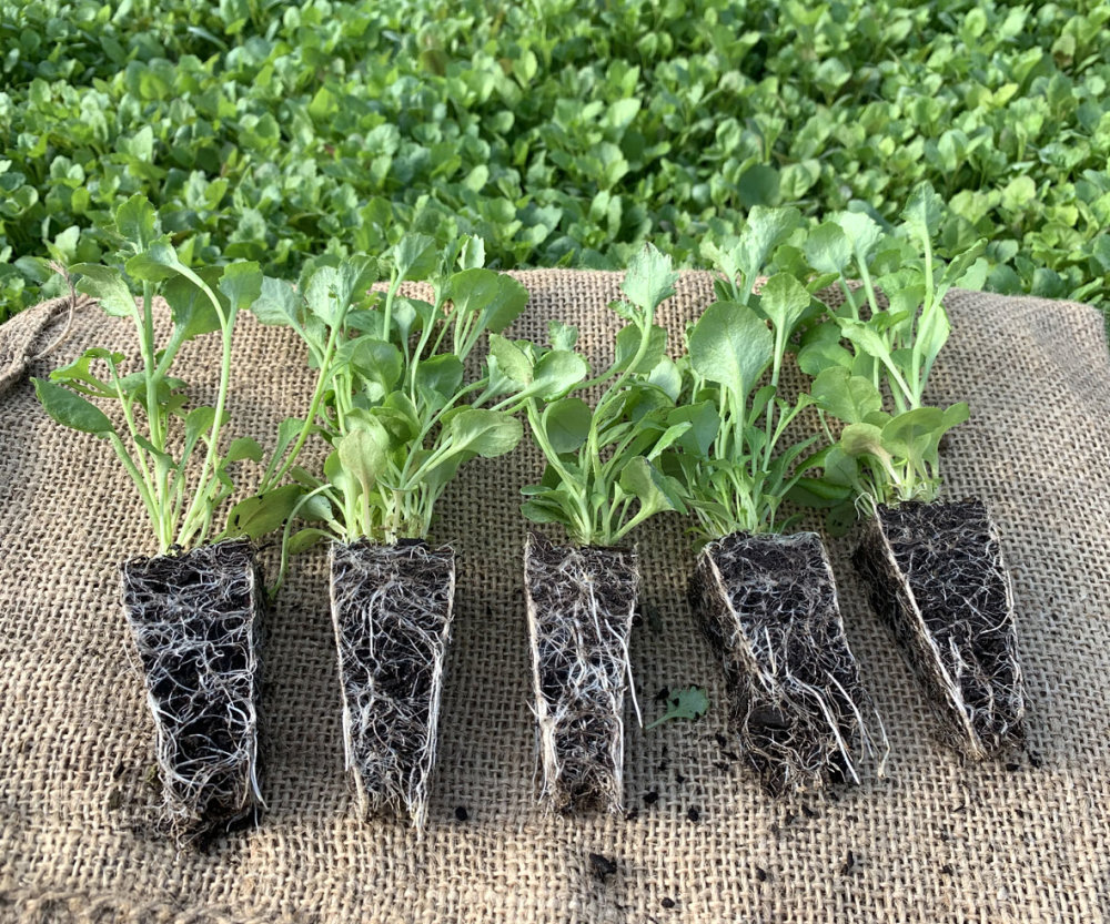 (MEGA) Lobelia Mixed 100 Plants