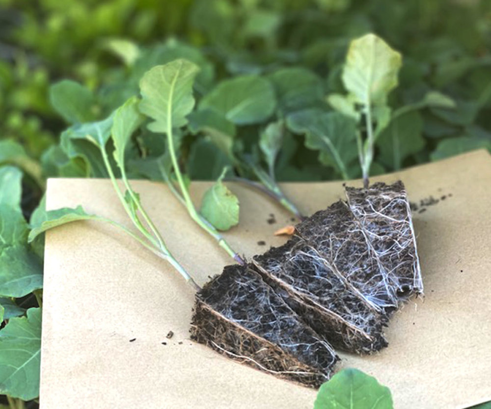 (MEGA) Broccoli 100 Plants