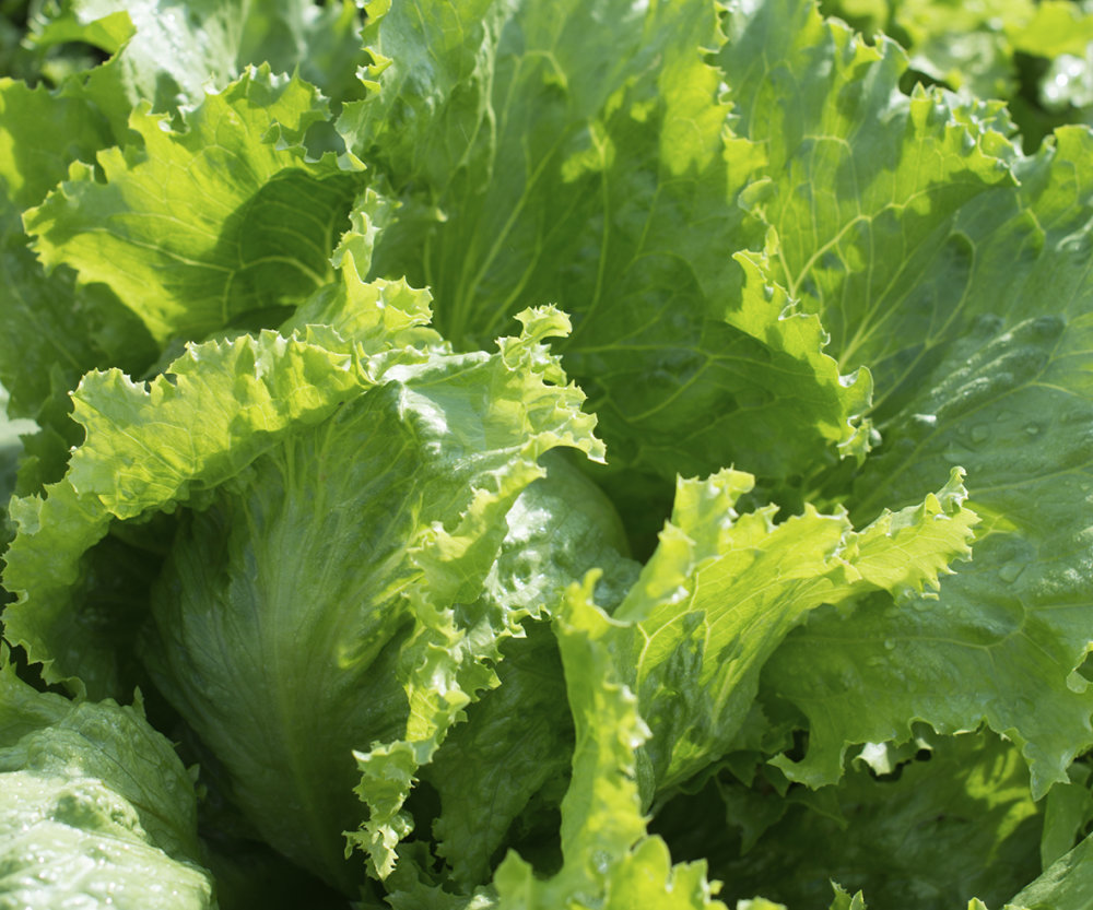 (MEGA) Lettuce Iceberg 100 Plants