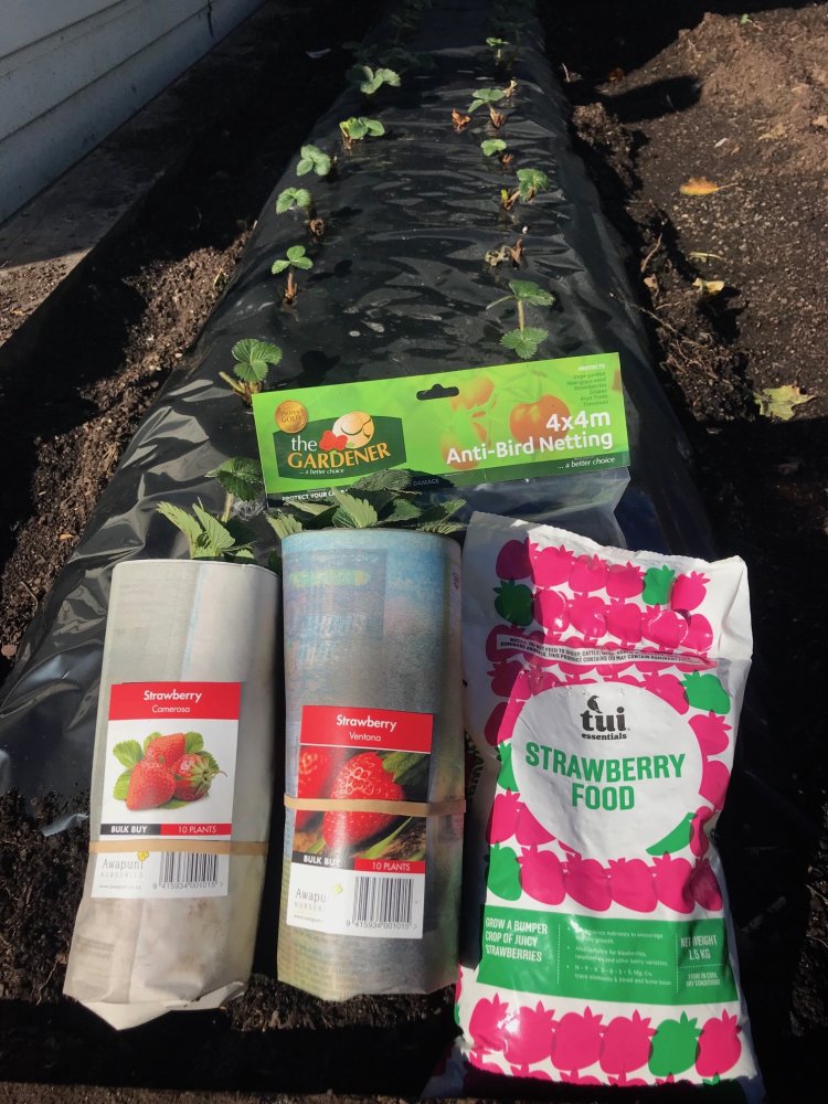 Strawberry Combo 5 (2m)