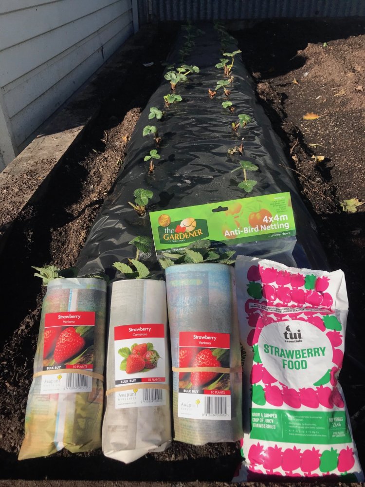Strawberry Combo 6 (3m)