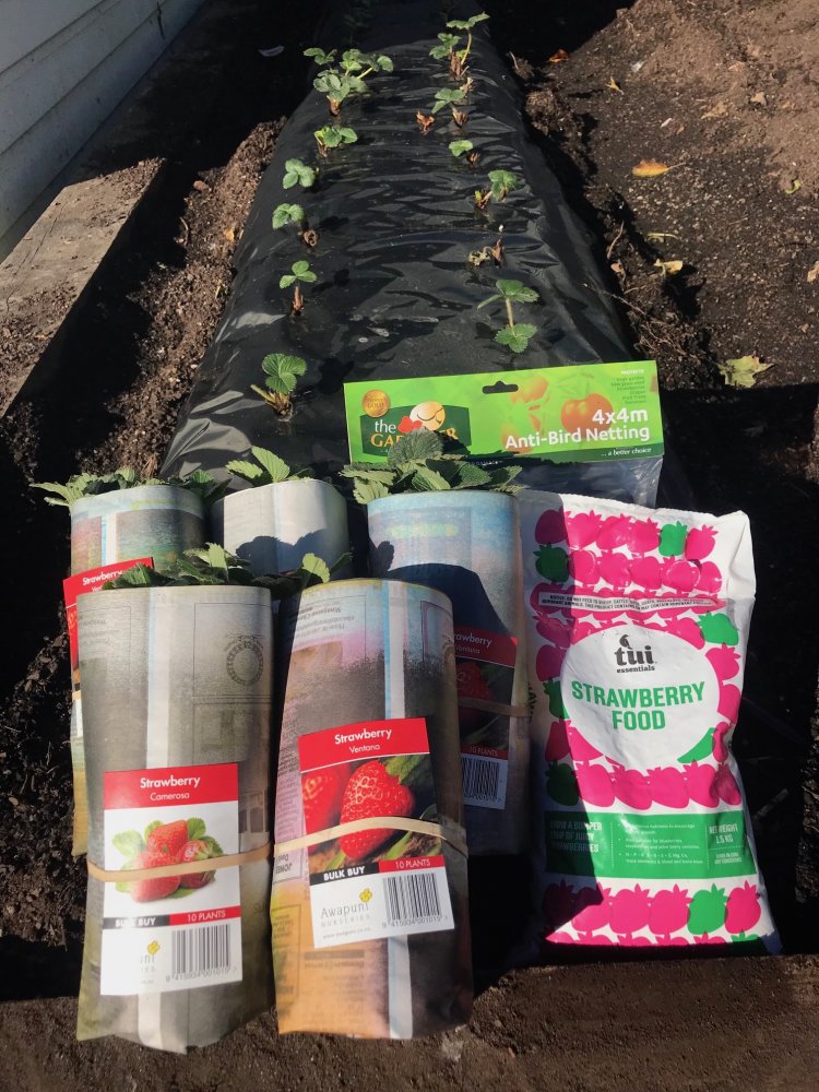 Strawberry Combo 7 (5m)