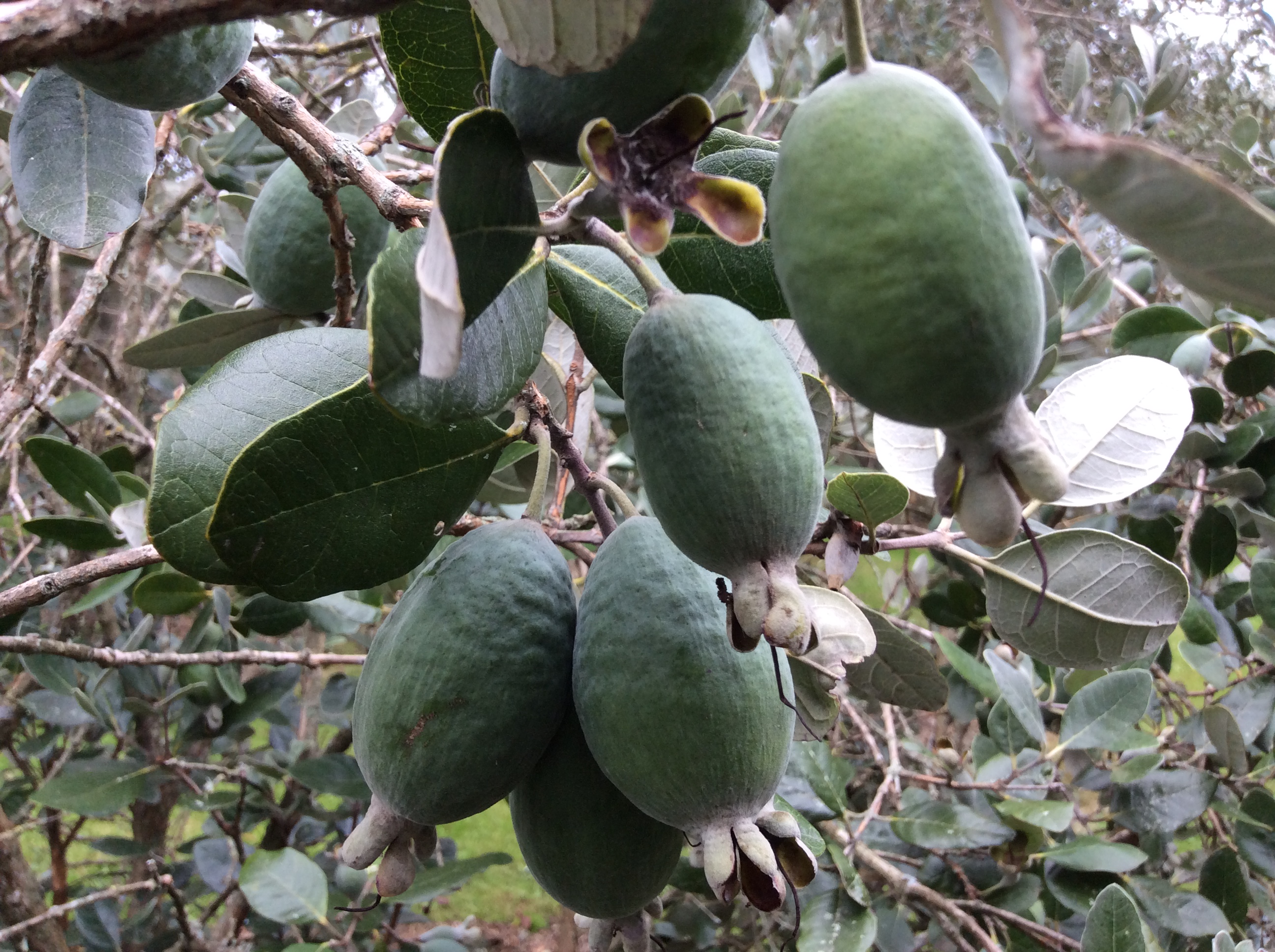 Feijoa jam