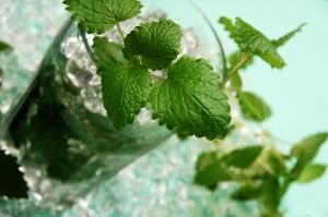 Mojitos